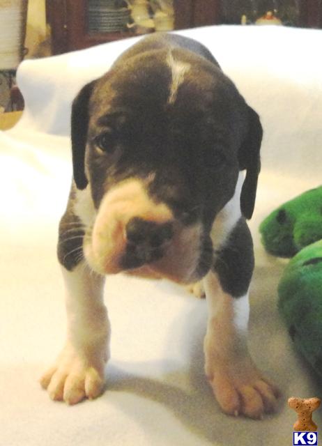 Puppies in Ava